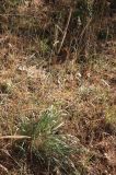 Phleum phleoides. Плодоносящее растение. Тверская обл., Калининский МО, устье р. Кава, сухой луг на склоне речной террасы. 22.09.2024.