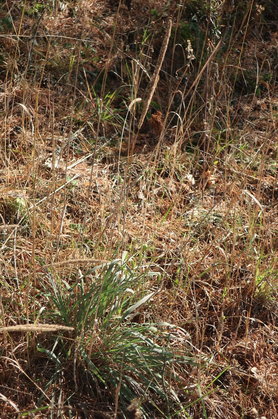 Изображение особи Phleum phleoides.
