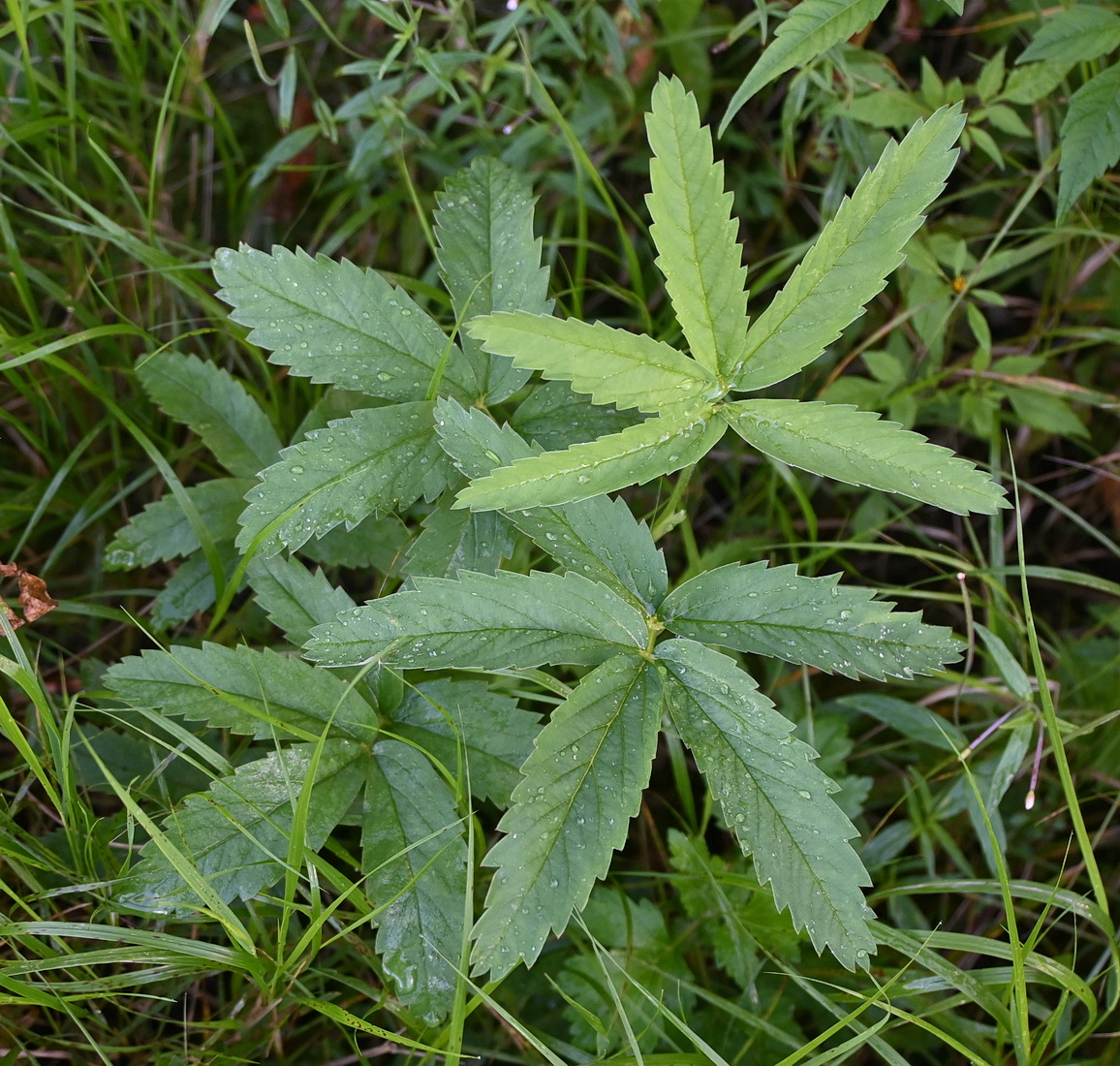 Image of Comarum palustre specimen.