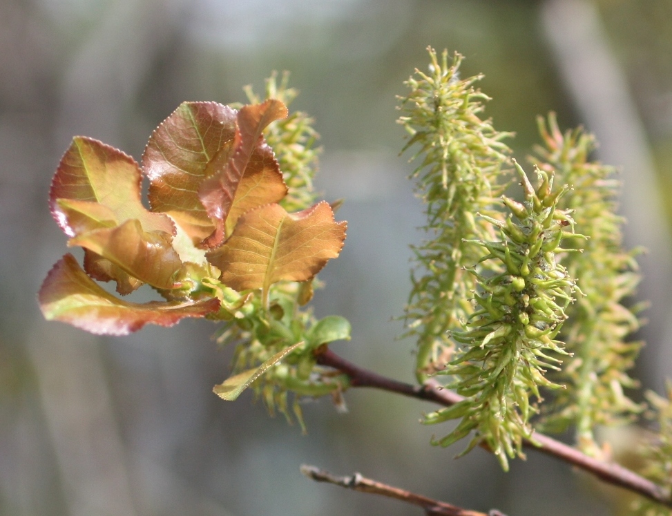 Изображение особи Salix pyrolifolia.