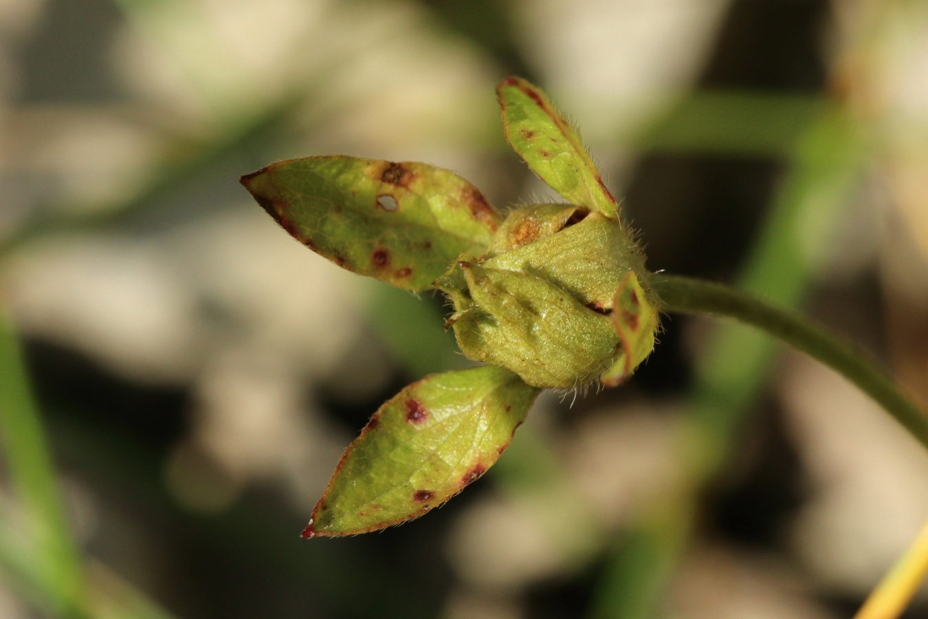 Image of Potentilla reptans specimen.