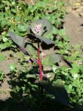 Atriplex hortensis
