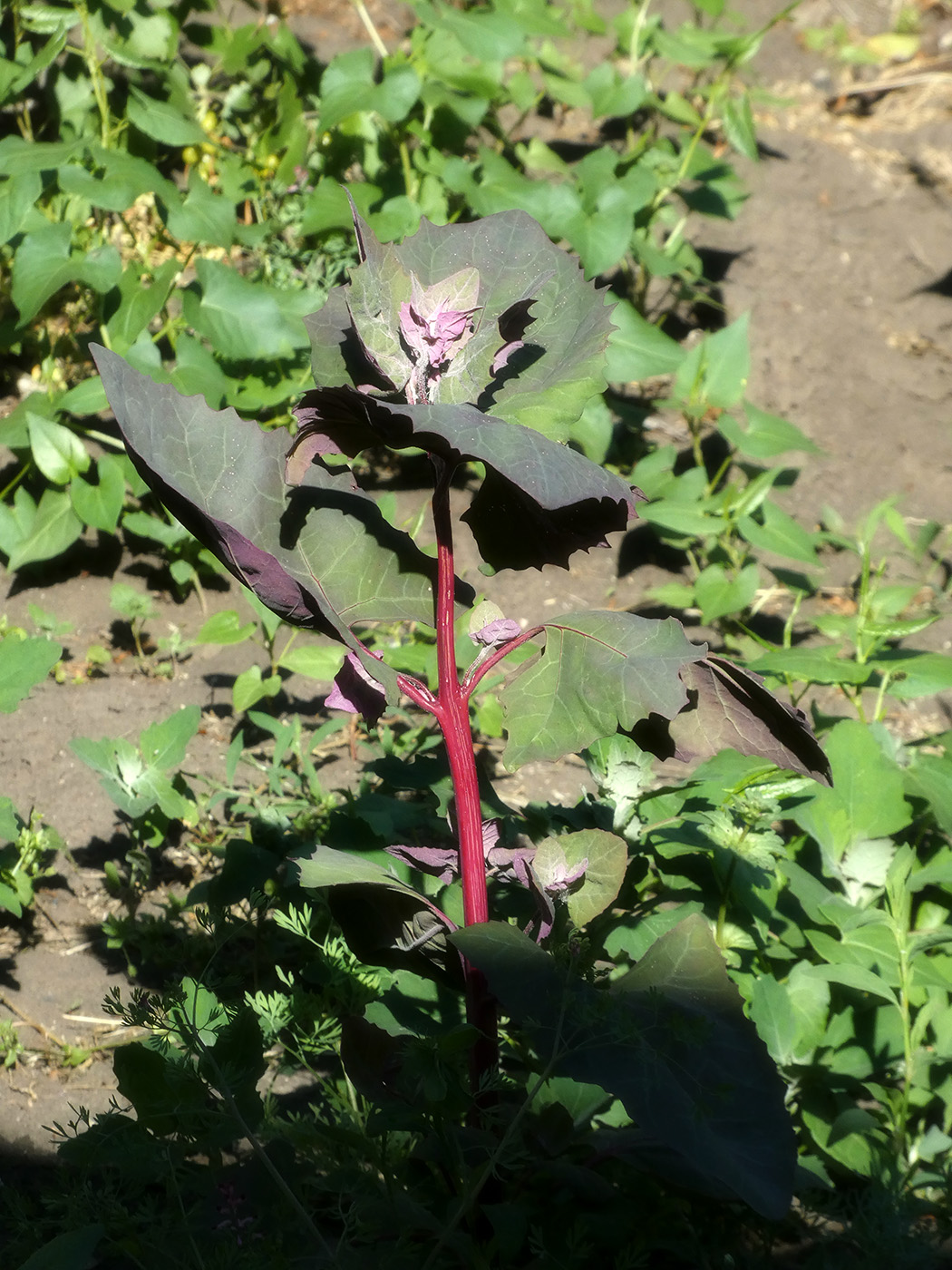 Image of Atriplex hortensis specimen.