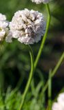 Armeria maritima. Соцветие. Пермь, Ленинский р-н, городская эспланада. 1 сентября 2024 г.