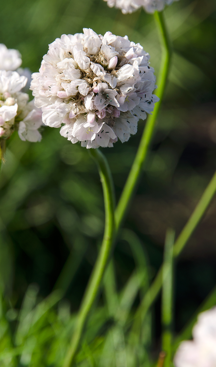 Изображение особи Armeria maritima.