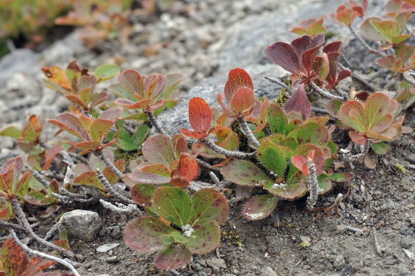 Изображение особи Rhododendron camtschaticum.