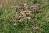 Angelica sylvestris. Верхушки побегов с соплодиями. Беларусь, Витебская обл., пос. Езерище, побережье оз. Езерище, разнотравно-злаковый суходольный луг, в пятне доминирования Trifolium medium. 13.08.2025.