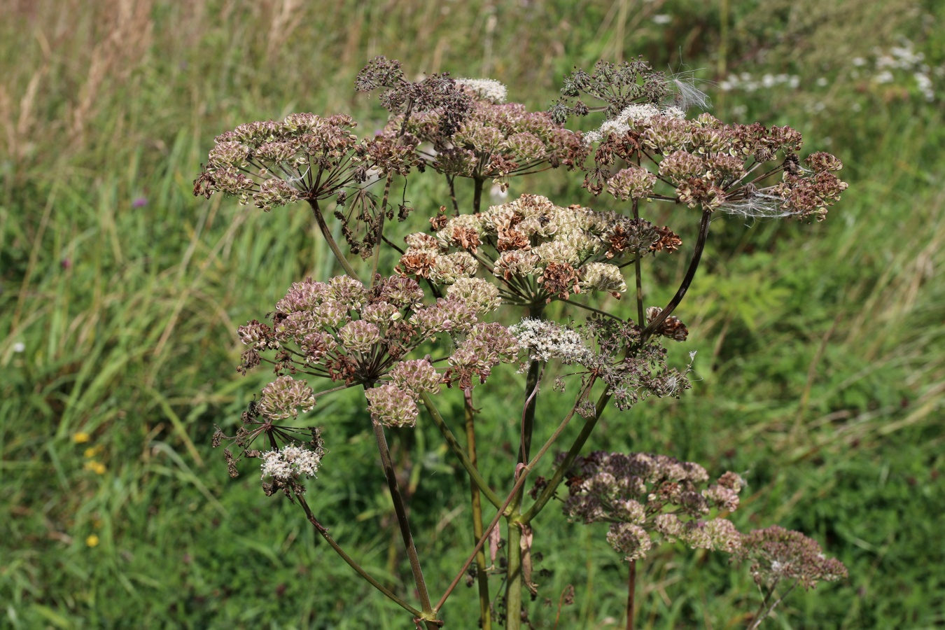 Изображение особи Angelica sylvestris.