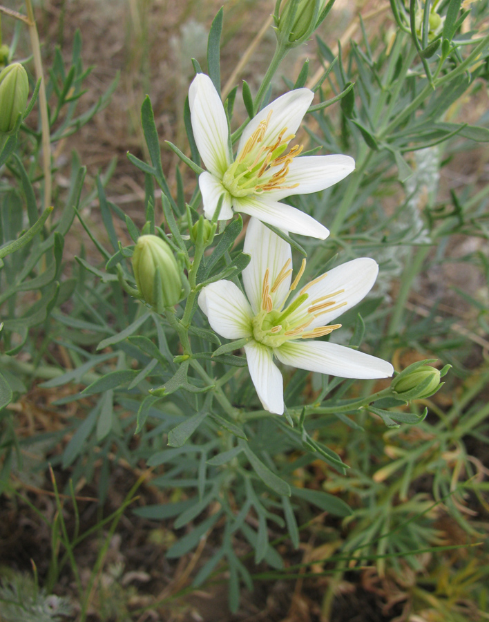 Image of Peganum harmala specimen.