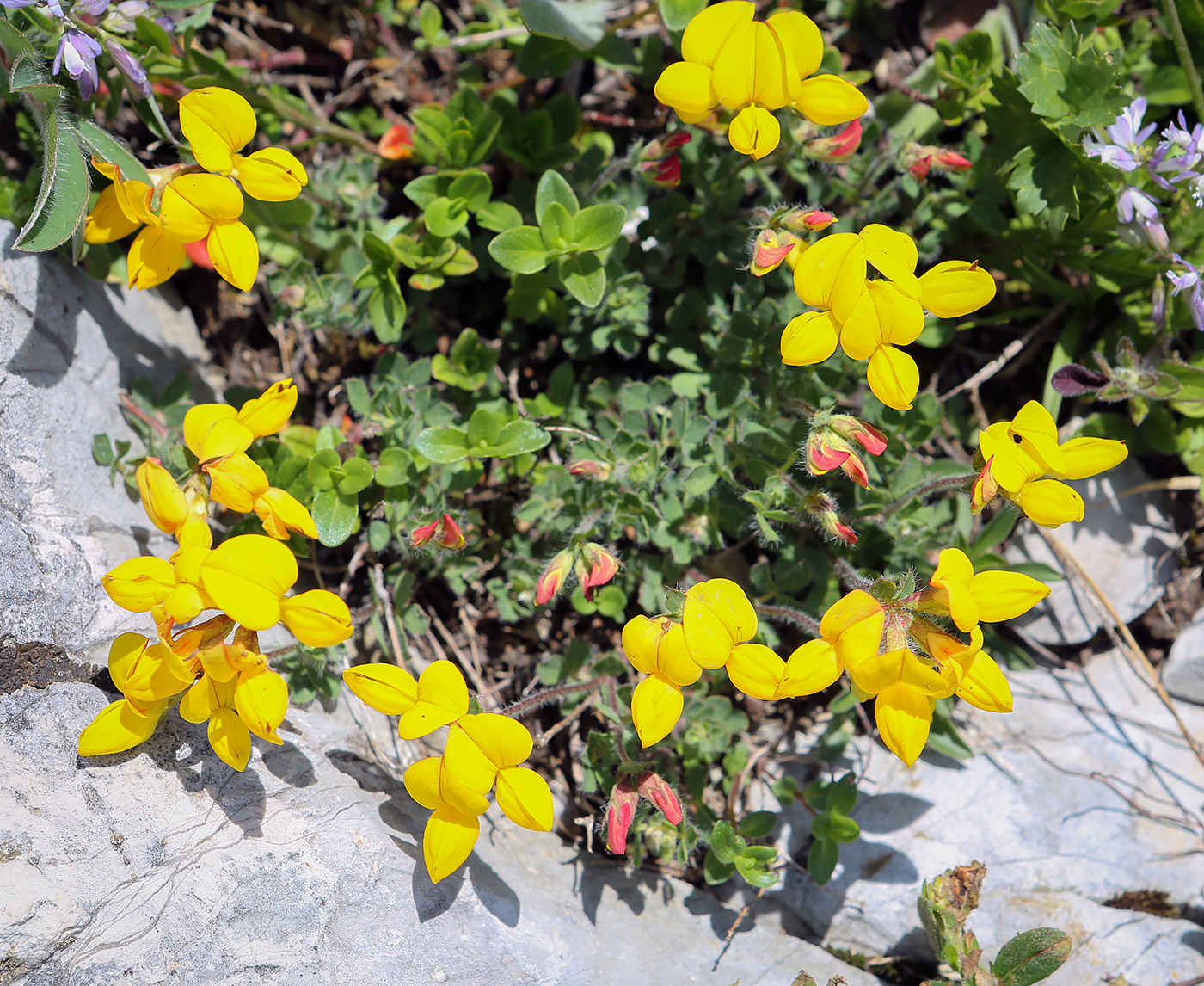 Изображение особи род Lotus.