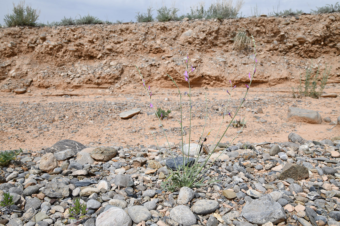 Image of Astragalus intarrensis specimen.