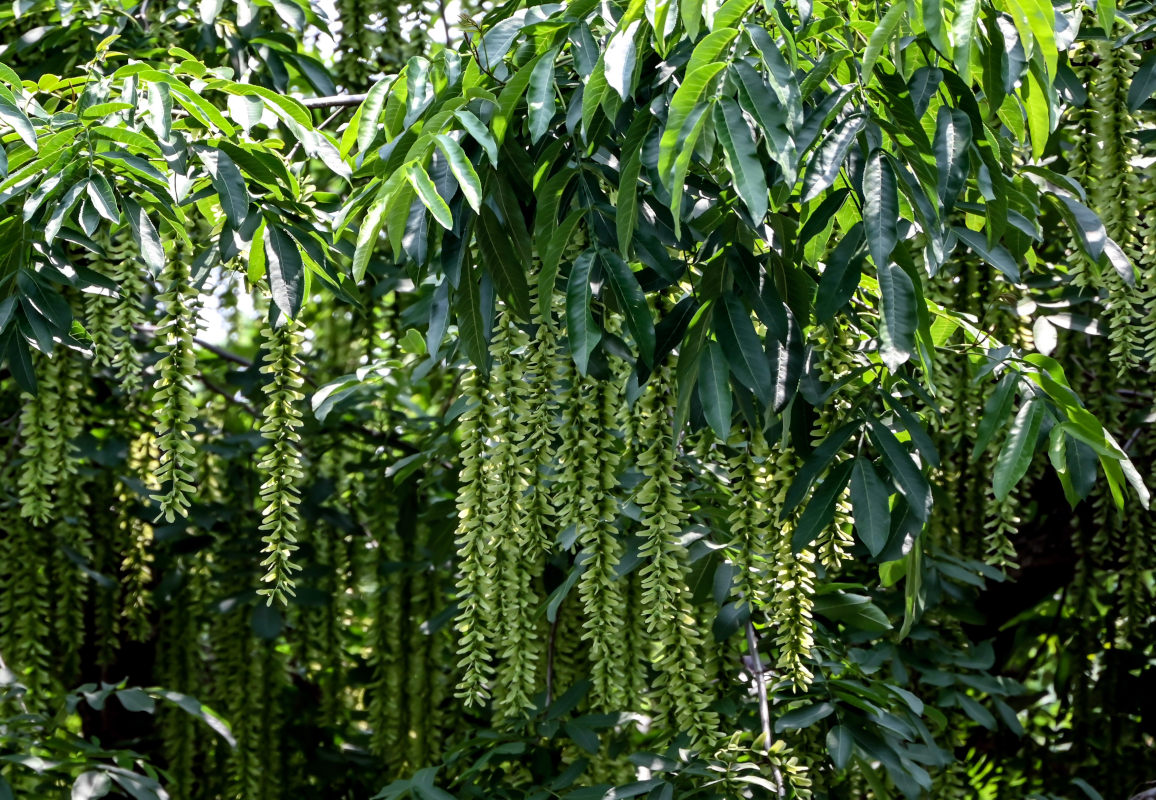 Image of Pterocarya stenoptera specimen.