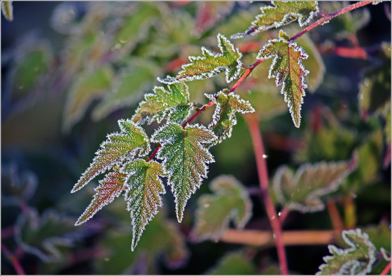 Image of Unknown species specimen.