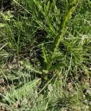 Berkheya radula. Нижняя часть растения. ЮАР, пров. Гаутенг, пригород Киблер Парк (Kibler Park), природный запов. \"Клиприверсберг\" (Klipriviersberg Nature Reserve), саванна, экотропа. 20.01.2025.