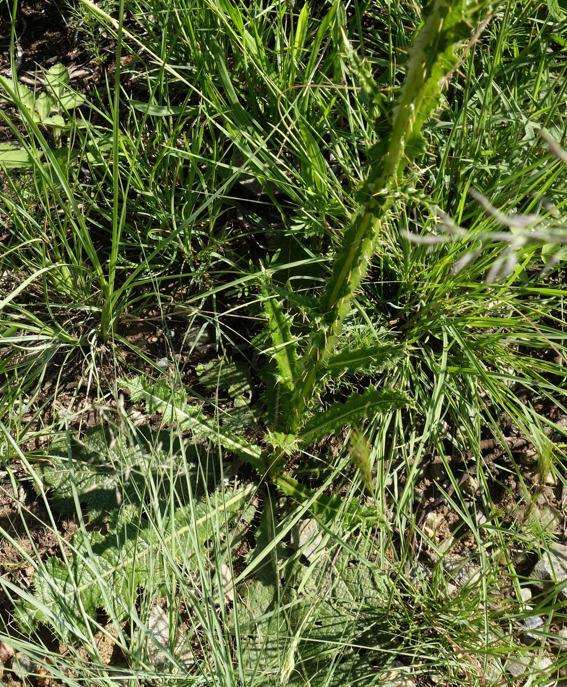 Изображение особи Berkheya radula.