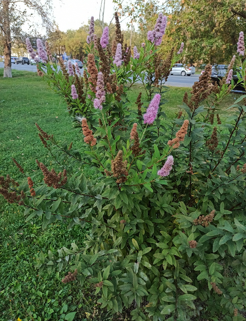 Изображение особи род Spiraea.