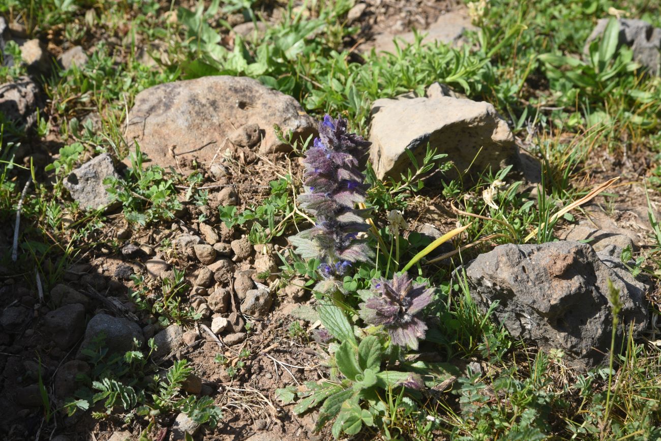 Изображение особи Ajuga orientalis.