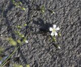 Gypsophila elegans. Верхушка сорванного побега с соцветием с цветком и бутонами. Турция, ил Карс, окр. Ани, площадка перед входом в крепость. 28 мая 2025 г.