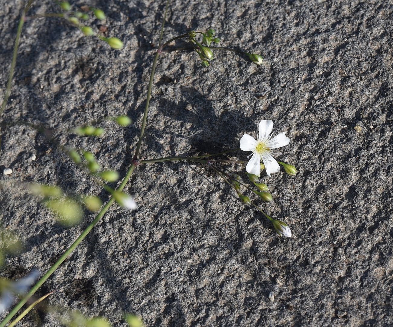Изображение особи Gypsophila elegans.