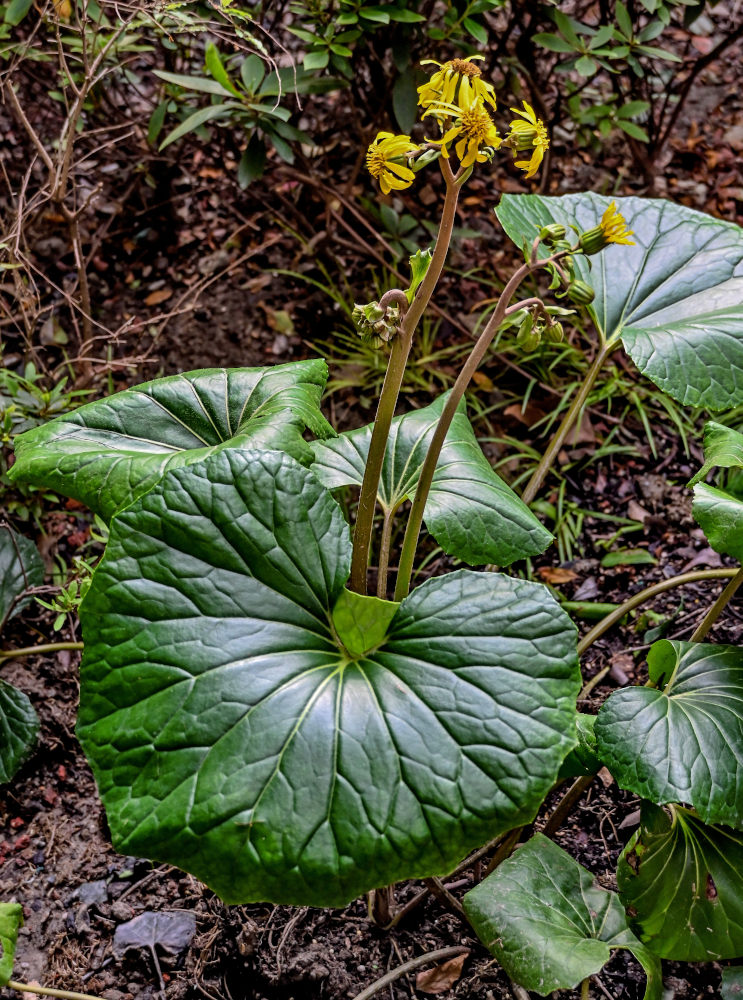 Изображение особи Ligularia dentata.