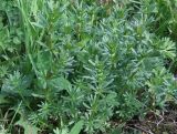 Galium