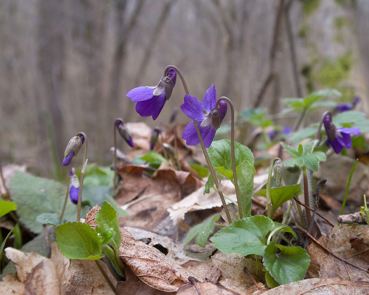 Image of Viola dehnhardtii specimen.