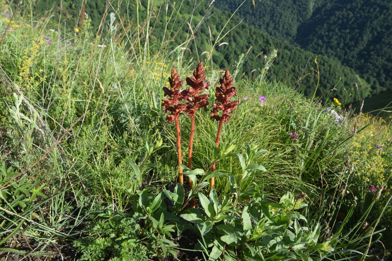 Image of Unknown species specimen.