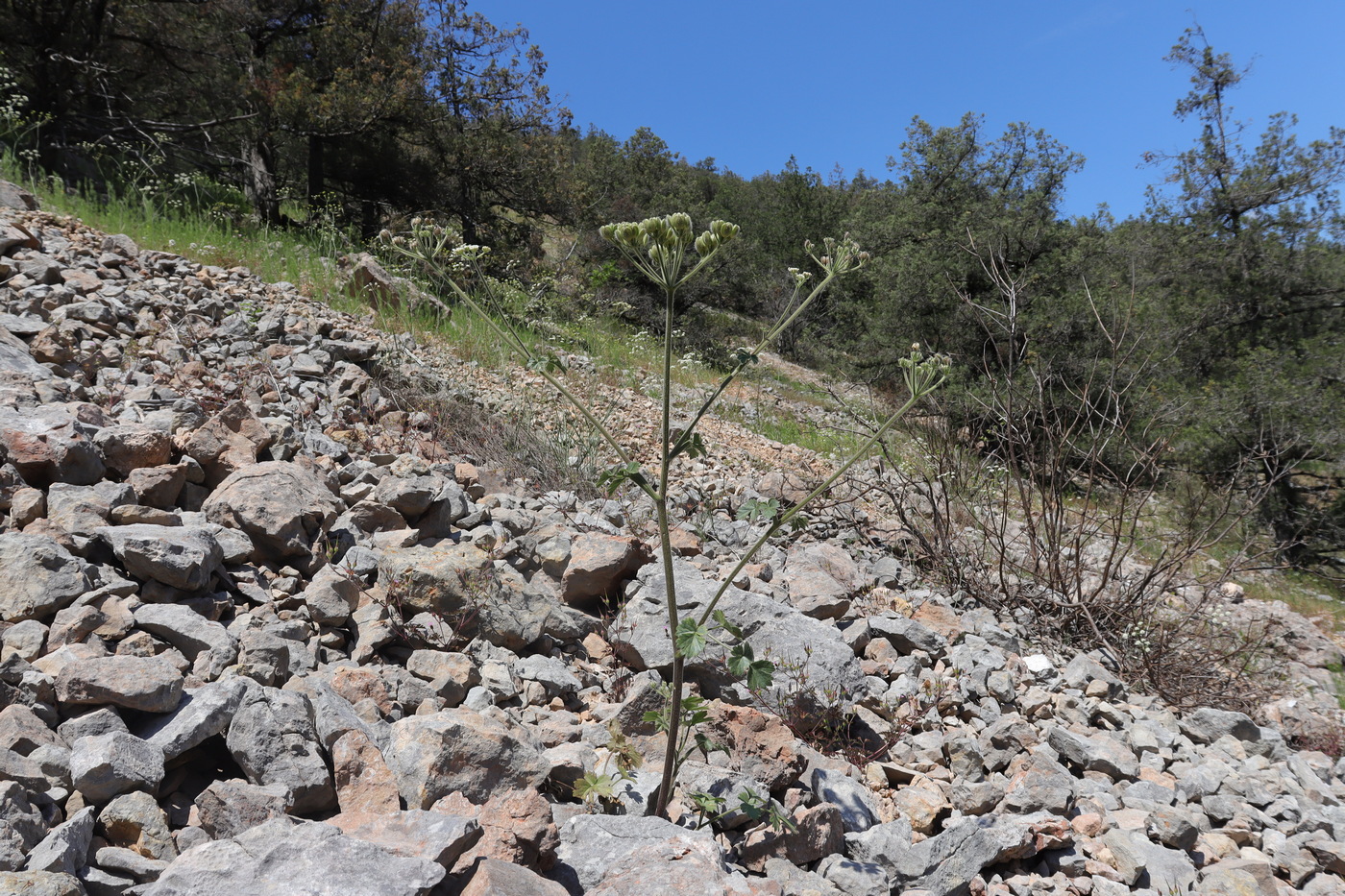 Image of Heracleum ligusticifolium specimen.