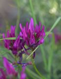 род Astragalus