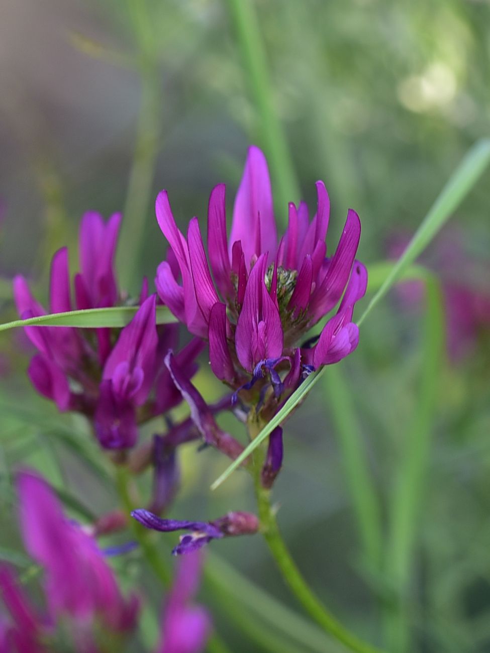 Image of genus Astragalus specimen.