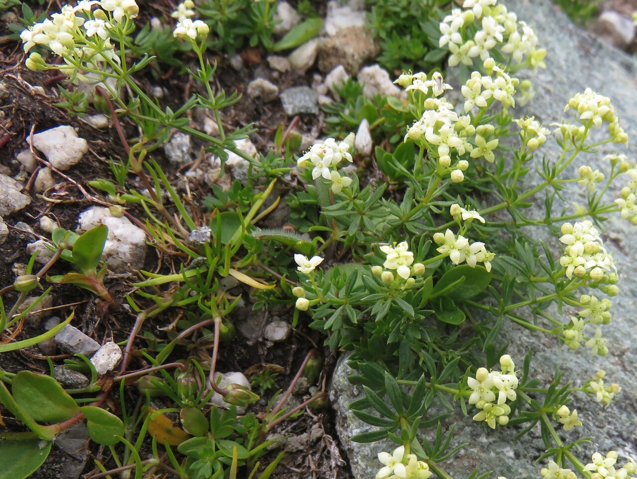 Image of Galium anisophyllon specimen.