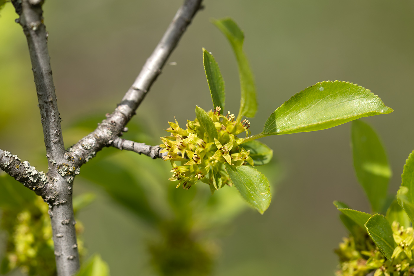 Изображение особи Rhamnus cathartica.