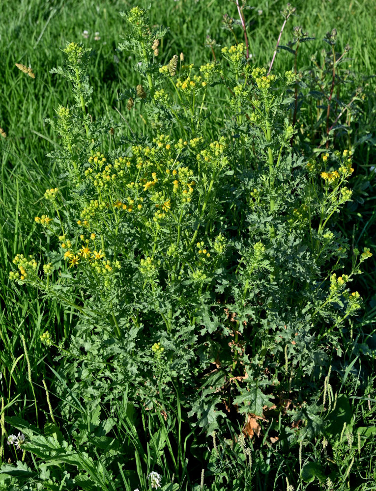 Изображение особи Senecio jacobaea.