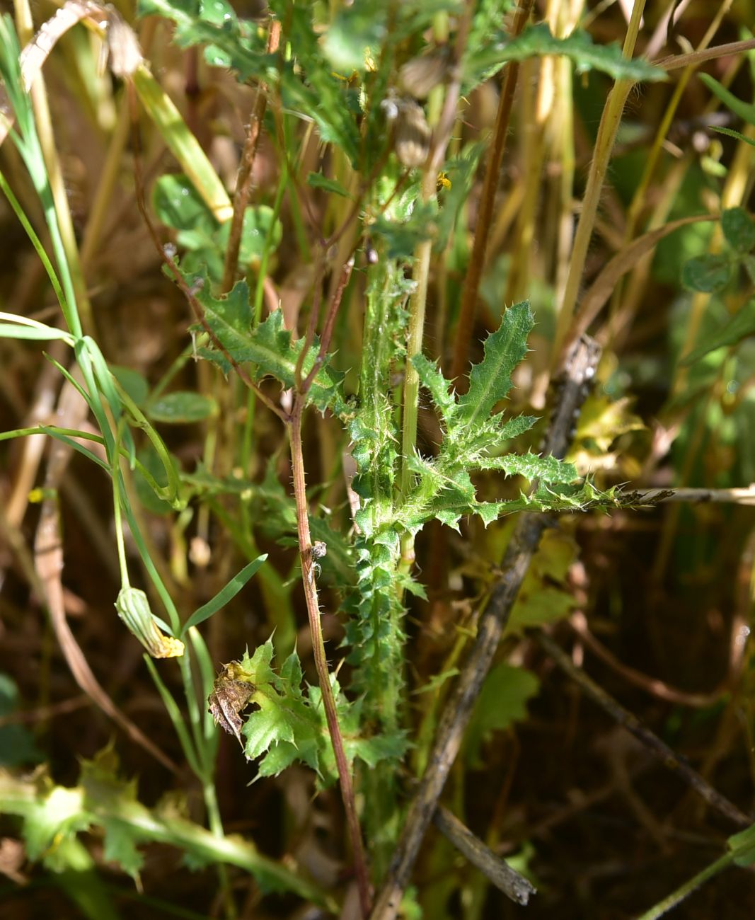 Image of genus Carduus specimen.