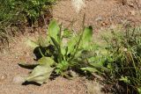 Plantago uliginosa. Отцветшее растение в сообществе с Potentilla anserina. Ленинградская обл., Ломоносовский р-н, окр. Шепелёвского маяка; п-ов Каравалдай, западное побережье, берег Финского залива, каменистый марш, зона заплеска. 20.06.2026.