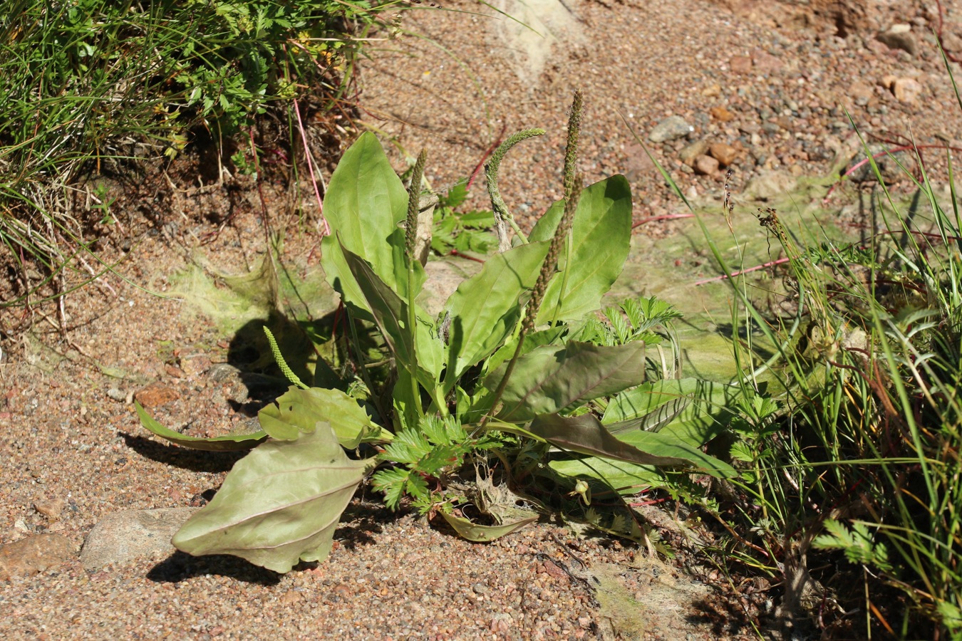 Изображение особи Plantago uliginosa.