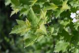 Viburnum opulus. Верхушка побега с соцветием. Татарстан, окр. с. Камское Устье, берег р. Волга, смешанный лес (с участием Pinus и Betula). 01.06.2026.