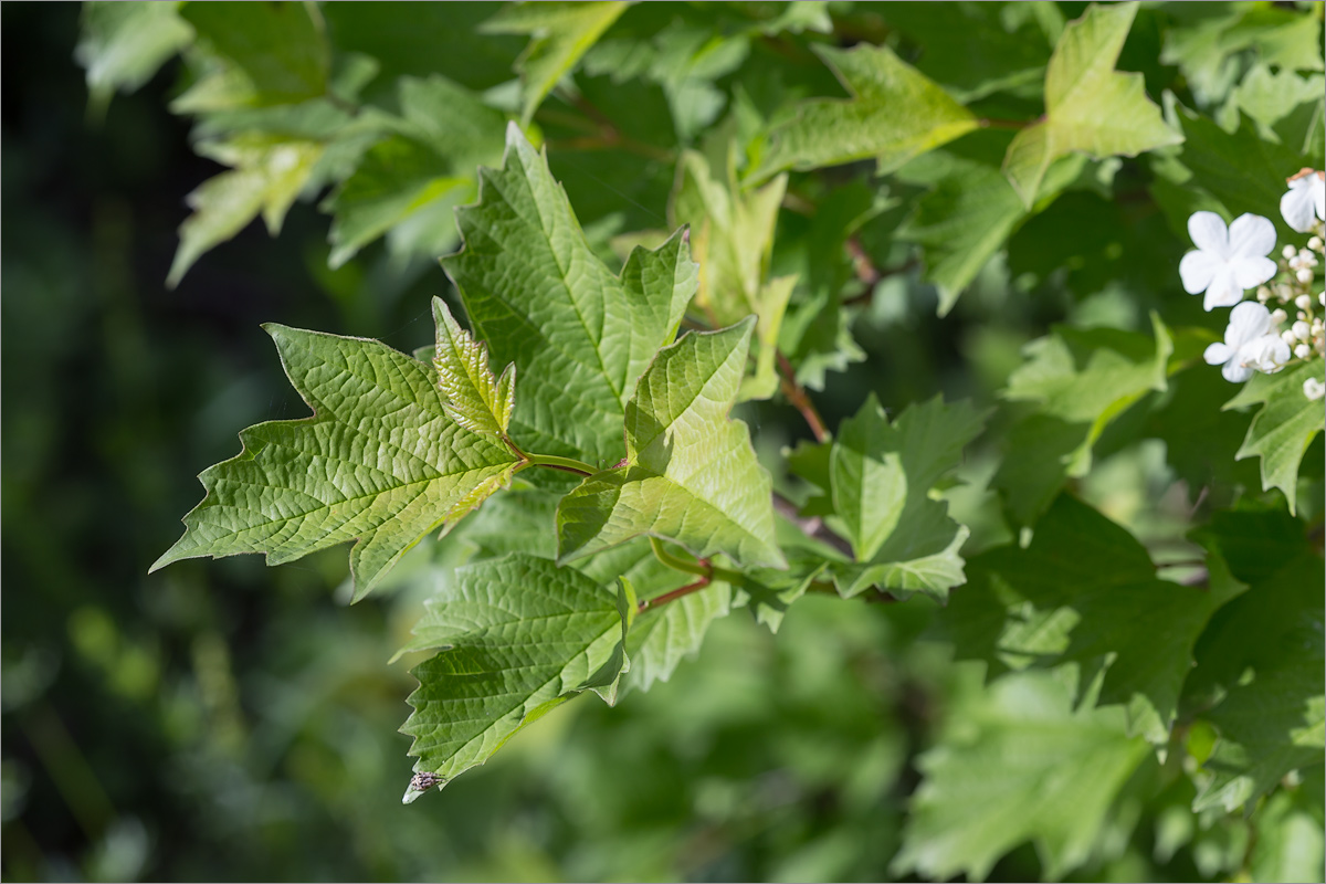 Image of Viburnum opulus specimen.