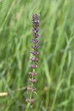 Dracocephalum thymiflorum