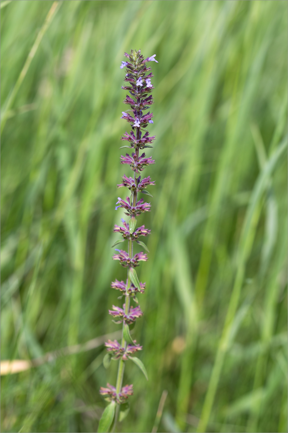 Изображение особи Dracocephalum thymiflorum.