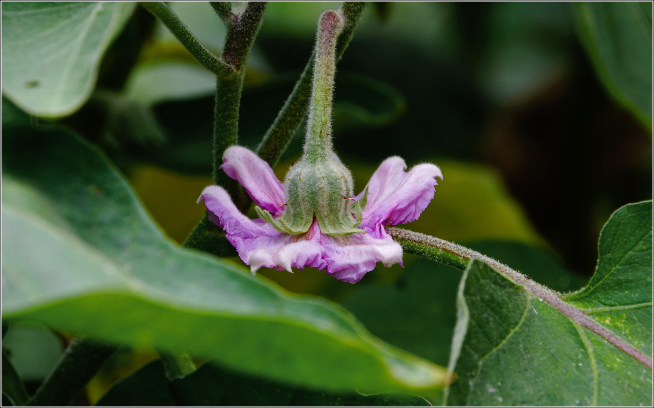 Изображение особи Solanum melongena.