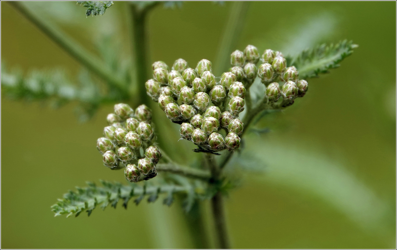 Изображение особи Achillea millefolium.