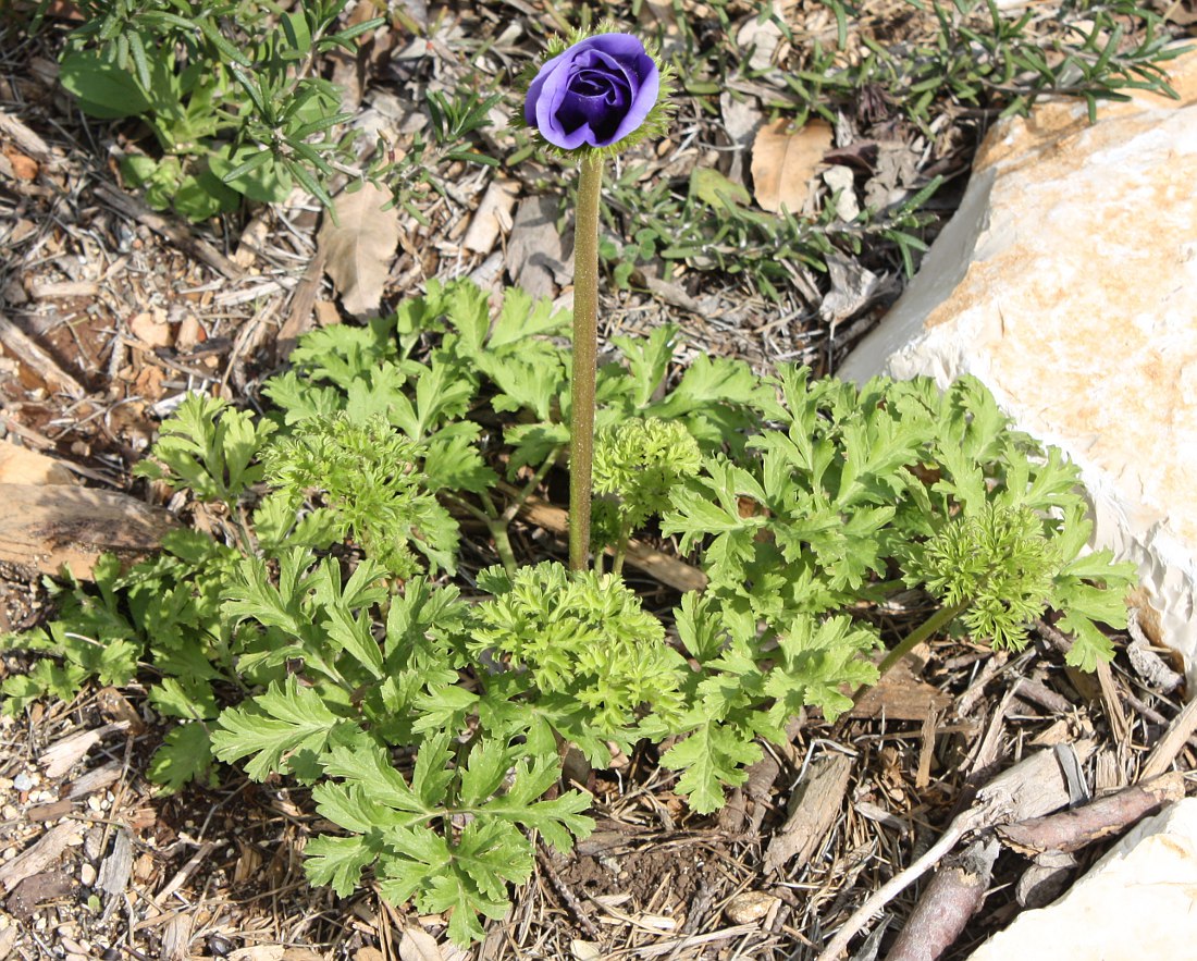 Изображение особи Anemone coronaria.