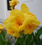 Смотреть изображение род Canna