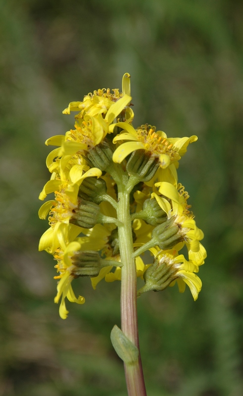 Изображение особи Ligularia alpigena.