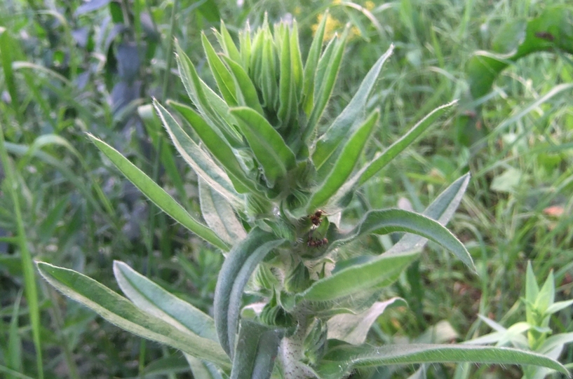 Изображение особи Echium vulgare.