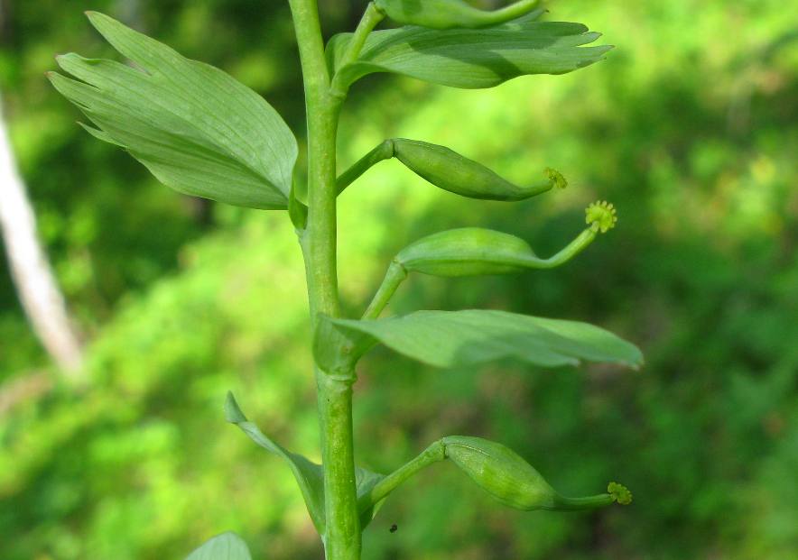 Image of Corydalis bombylina specimen.