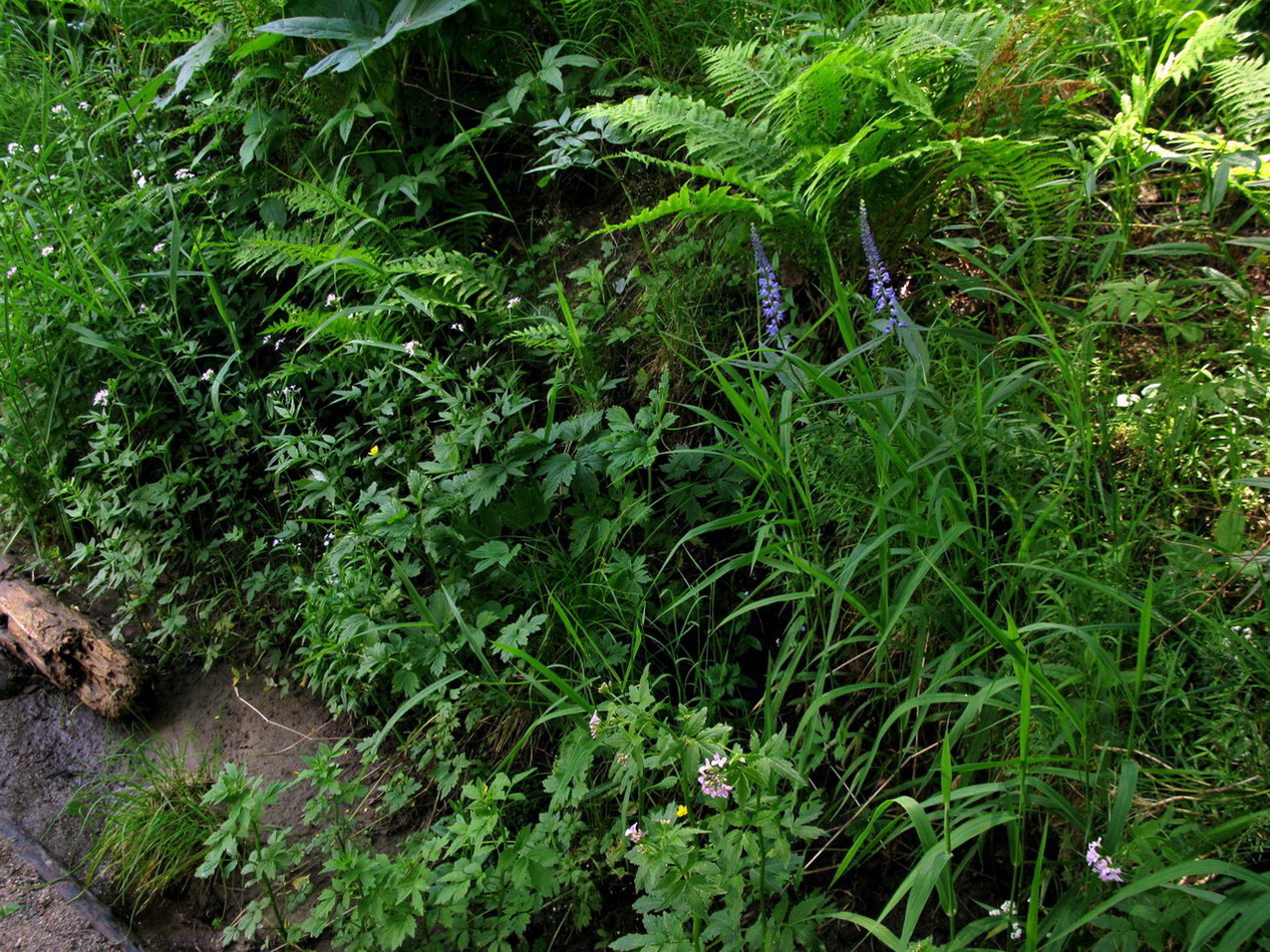 Image of Veronica taigischensis specimen.