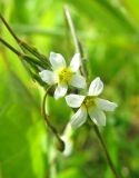 Linum catharticum. Цветки. Ярославская обл., Мышкинский р-н, дер. Кокошилово, берег р. Ломиха. 08.06.2011.