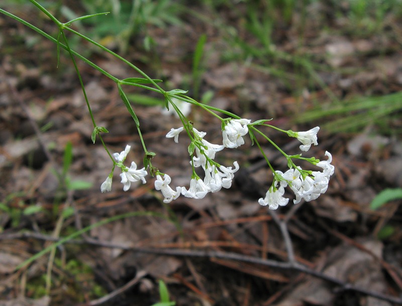 Изображение особи Galium triandrum.